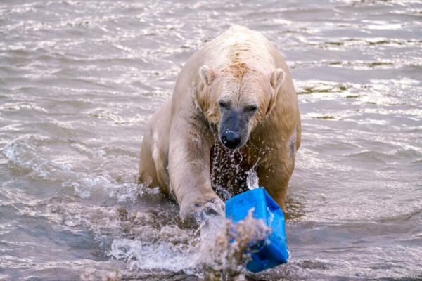 A grizzly bear plays with garbage in water